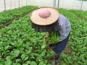 本地農民在田耕作